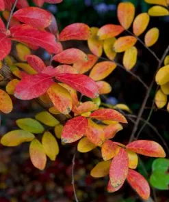 Brighter Blooms Tuscarora Crape Myrtle Tree 11 Brighter Blooms Tuscarora Crape Myrtle Tree