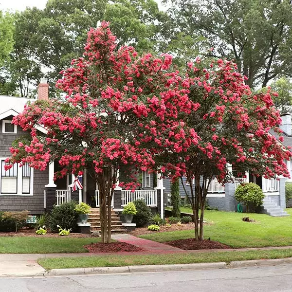Brighter Blooms Tuscarora Crape Myrtle Tree 1 Brighter Blooms Tuscarora Crape Myrtle Tree