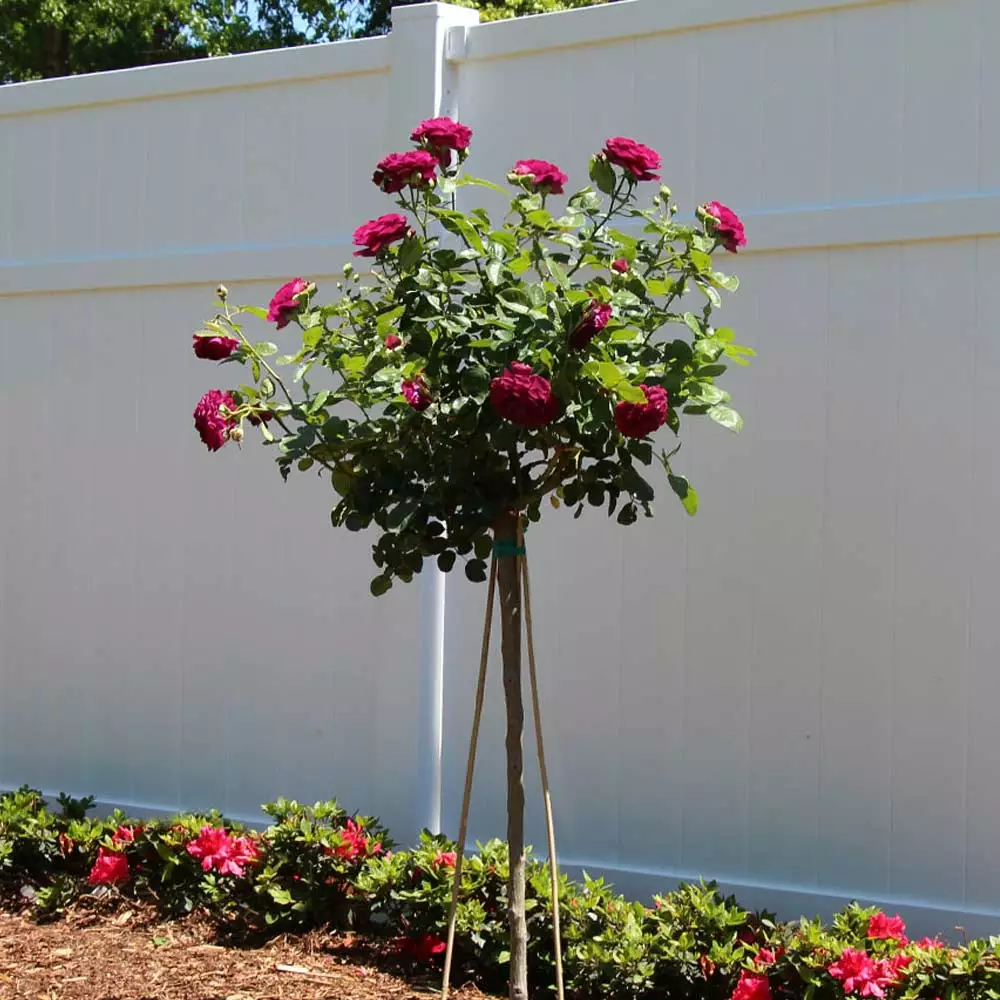 Brighter Blooms Twilight Zone Standard Rose Tree 1 Brighter Blooms Twilight Zone Standard Rose Tree