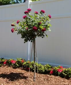 Brighter Blooms Twilight Zone Standard Rose Tree