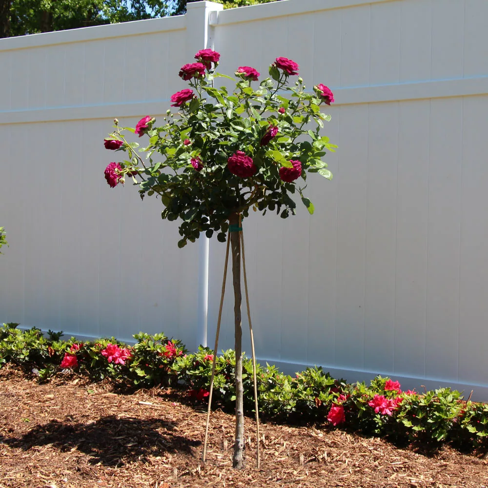 Brighter Blooms Twilight Zone Standard Rose Tree 2 Brighter Blooms Twilight Zone Standard Rose Tree