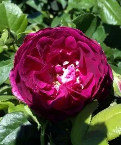 Brighter Blooms Twilight Zone Standard Rose Tree 5 Brighter Blooms Twilight Zone Standard Rose Tree