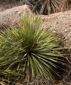 Brighter Blooms Twin Flower Agave Plant 5 Brighter Blooms Twin Flower Agave Plant