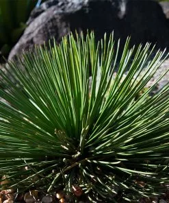 Brighter Blooms Twin Flower Agave Plant