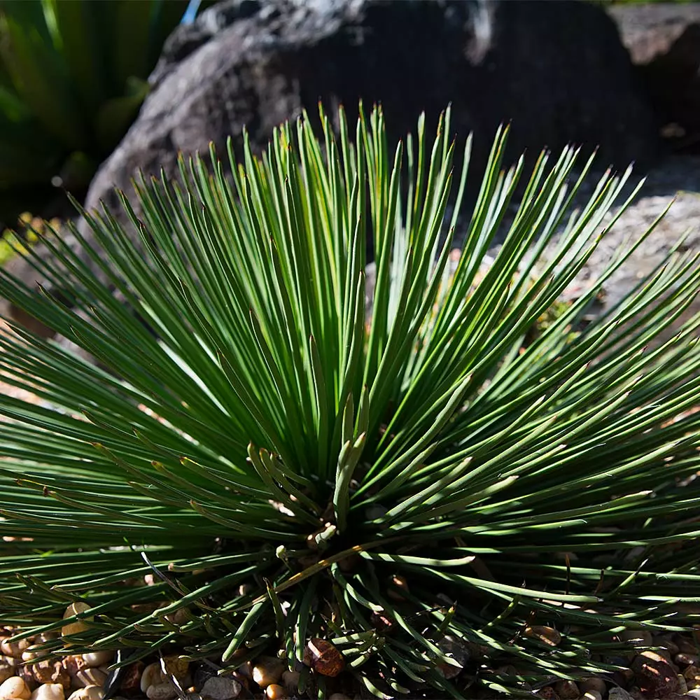 Brighter Blooms Twin Flower Agave Plant 2 Brighter Blooms Twin Flower Agave Plant
