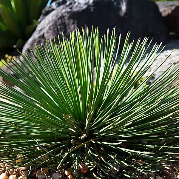 Brighter Blooms Twin Flower Agave Plant 1 Brighter Blooms Twin Flower Agave Plant