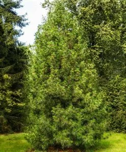 Brighter Blooms Japanese Umbrella Pine Tree Evergreen & Privacy 7 Brighter Blooms Japanese Umbrella Pine Tree Evergreen & Privacy