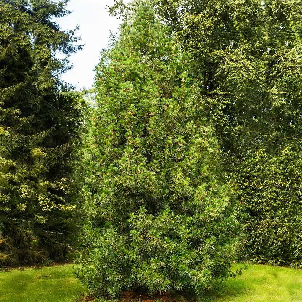 Brighter Blooms Japanese Umbrella Pine Tree Evergreen & Privacy 4 Brighter Blooms Japanese Umbrella Pine Tree Evergreen & Privacy