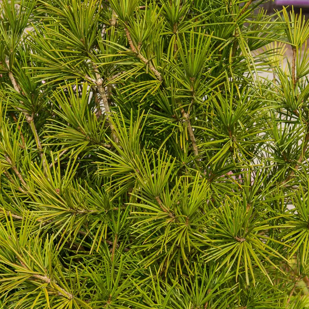 Brighter Blooms Japanese Umbrella Pine Tree Evergreen & Privacy 3 Brighter Blooms Japanese Umbrella Pine Tree Evergreen & Privacy