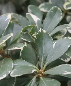 Brighter Blooms Shrubs & Hedges Variegated Pittosporum Shrub 5 Brighter Blooms Shrubs & Hedges Variegated Pittosporum Shrub