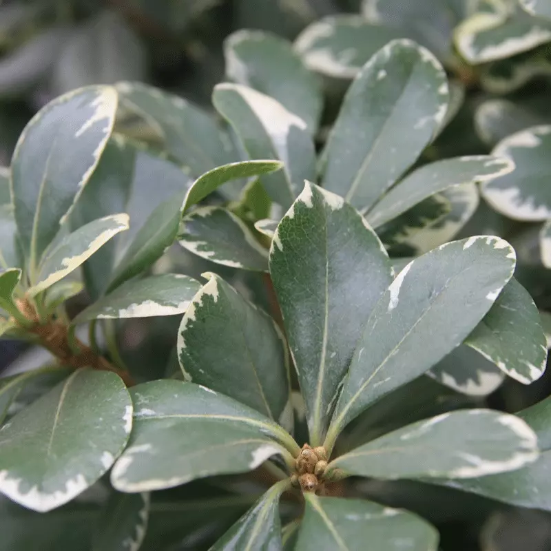 Brighter Blooms Shrubs & Hedges Variegated Pittosporum Shrub 3 Brighter Blooms Shrubs & Hedges Variegated Pittosporum Shrub