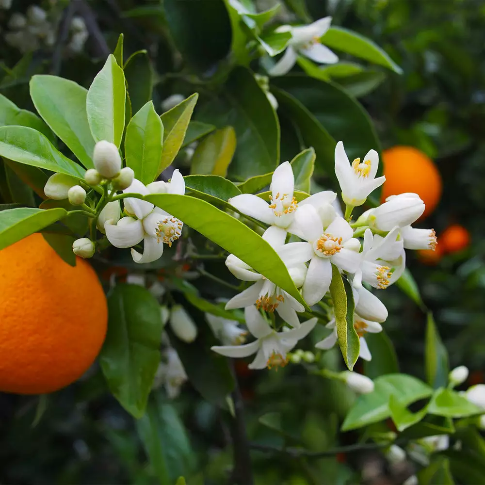 Brighter Blooms Valencia Orange Tree 3 Brighter Blooms Valencia Orange Tree