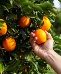 Brighter Blooms Valencia Orange Tree