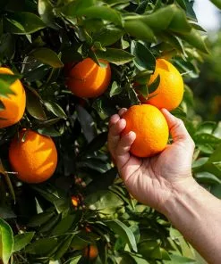 Brighter Blooms Valencia Orange Tree