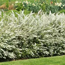Brighter Blooms Shrubs & Hedges Vanhoutte Spirea Shrub