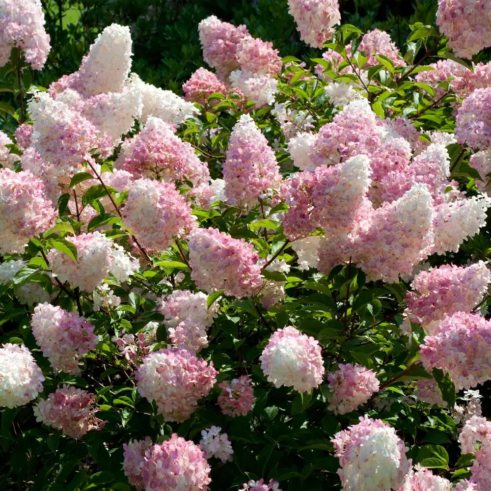 Brighter Blooms Vanilla Strawberry™ Hydrangea Shrub Shrubs & Hedges 2 Brighter Blooms Vanilla Strawberry™ Hydrangea Shrub Shrubs & Hedges