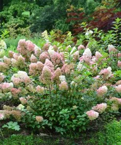 Brighter Blooms Vanilla Strawberry™ Hydrangea Shrub Shrubs & Hedges 7 Brighter Blooms Vanilla Strawberry™ Hydrangea Shrub Shrubs & Hedges
