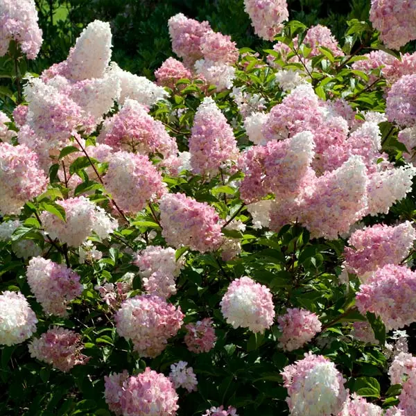 Brighter Blooms Vanilla Strawberry™ Hydrangea Shrub Shrubs & Hedges 1 Brighter Blooms Vanilla Strawberry™ Hydrangea Shrub Shrubs & Hedges