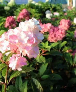 Brighter Blooms Vanilla Strawberry™ Hydrangea Tree 6 Brighter Blooms Vanilla Strawberry™ Hydrangea Tree