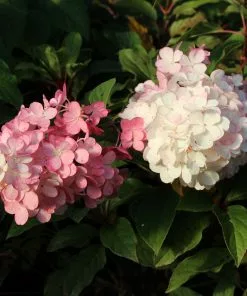 Brighter Blooms Vanilla Strawberry™ Hydrangea Tree 7 Brighter Blooms Vanilla Strawberry™ Hydrangea Tree
