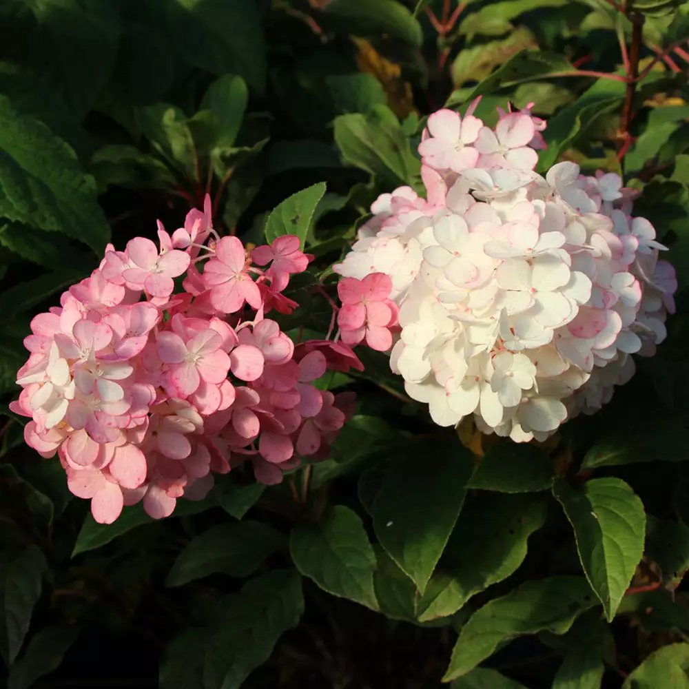 Brighter Blooms Vanilla Strawberry™ Hydrangea Tree 4 Brighter Blooms Vanilla Strawberry™ Hydrangea Tree