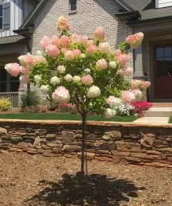 Brighter Blooms Vanilla Strawberry™ Hydrangea Tree