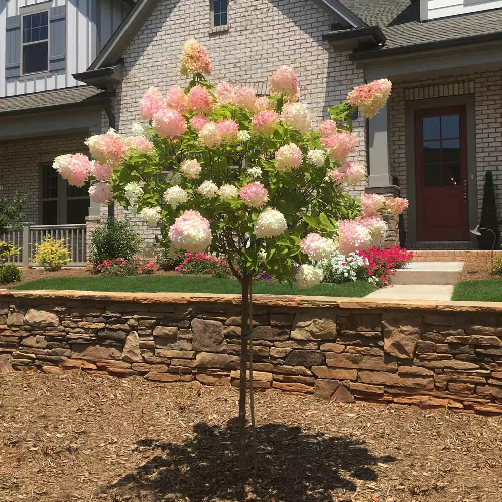 Brighter Blooms Vanilla Strawberry™ Hydrangea Tree 2 Brighter Blooms Vanilla Strawberry™ Hydrangea Tree