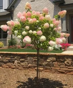 Brighter Blooms Vanilla Strawberry™ Hydrangea Tree