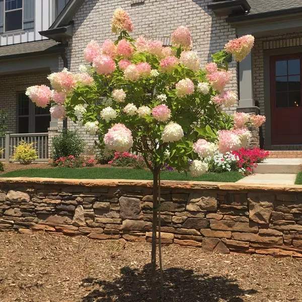 Brighter Blooms Vanilla Strawberry™ Hydrangea Tree 1 Brighter Blooms Vanilla Strawberry™ Hydrangea Tree