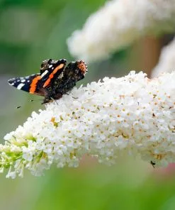 Brighter Blooms Vanilla Treat™ Butterfly Bush (Tree Form) Shrubs & Hedges