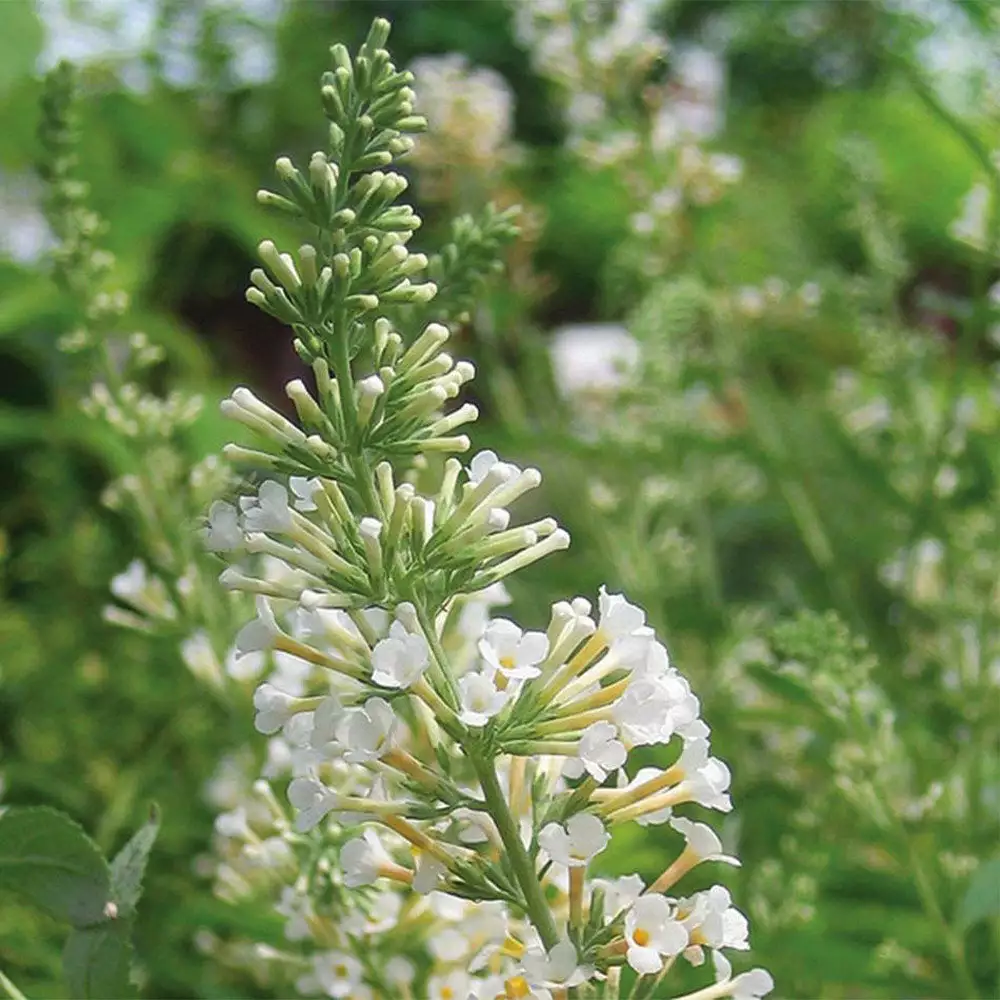 Brighter Blooms Vanilla Treat™ Butterfly Bush (Tree Form) Shrubs & Hedges 3 Brighter Blooms Vanilla Treat™ Butterfly Bush (Tree Form) Shrubs & Hedges