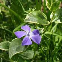 Brighter Blooms Variegated Vinca Vine SHOP ALL