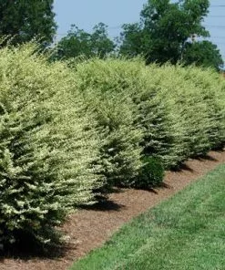 Brighter Blooms Chinese Variegated Privet Shrub