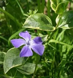 Brighter Blooms Variegated Vinca Vine SHOP ALL
