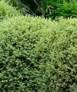 Brighter Blooms Variegated Boxwood Shrub 7 Brighter Blooms Variegated Boxwood Shrub