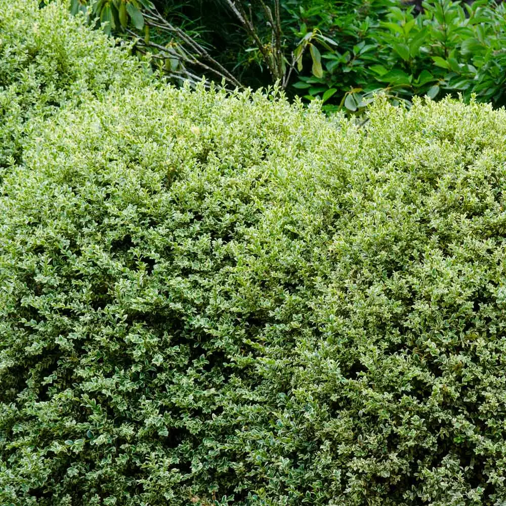 Brighter Blooms Variegated Boxwood Shrub 4 Brighter Blooms Variegated Boxwood Shrub