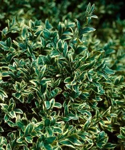 Brighter Blooms Variegated Boxwood Shrub 6 Brighter Blooms Variegated Boxwood Shrub