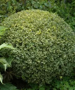 Brighter Blooms Variegated Boxwood Shrub