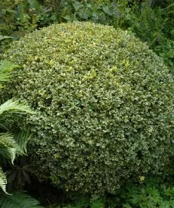 Brighter Blooms Variegated Boxwood Shrub