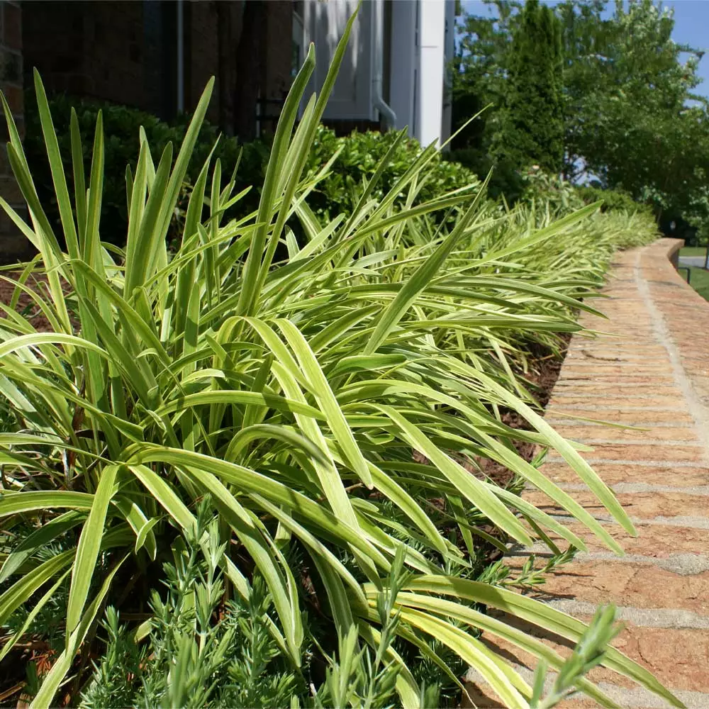 Brighter Blooms Variegated Liriope Plant Ornamental Grasses 2 Brighter Blooms Variegated Liriope Plant Ornamental Grasses