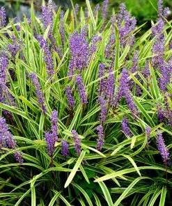 Brighter Blooms Variegated Liriope Plant Ornamental Grasses 5 Brighter Blooms Variegated Liriope Plant Ornamental Grasses