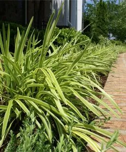 Brighter Blooms Variegated Liriope Plant Ornamental Grasses