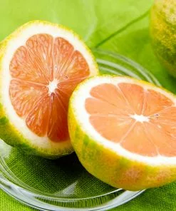 Brighter Blooms Pink Variegated Eureka Lemon Tree