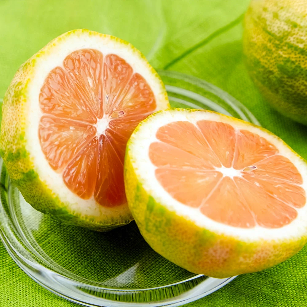 Brighter Blooms New Trees Pink Variegated Eureka Lemon Tree 4 Brighter Blooms New Trees Pink Variegated Eureka Lemon Tree