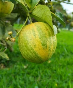 Brighter Blooms Pink Variegated Eureka Lemon Bush Citrus Trees 6 Brighter Blooms Pink Variegated Eureka Lemon Bush Citrus Trees