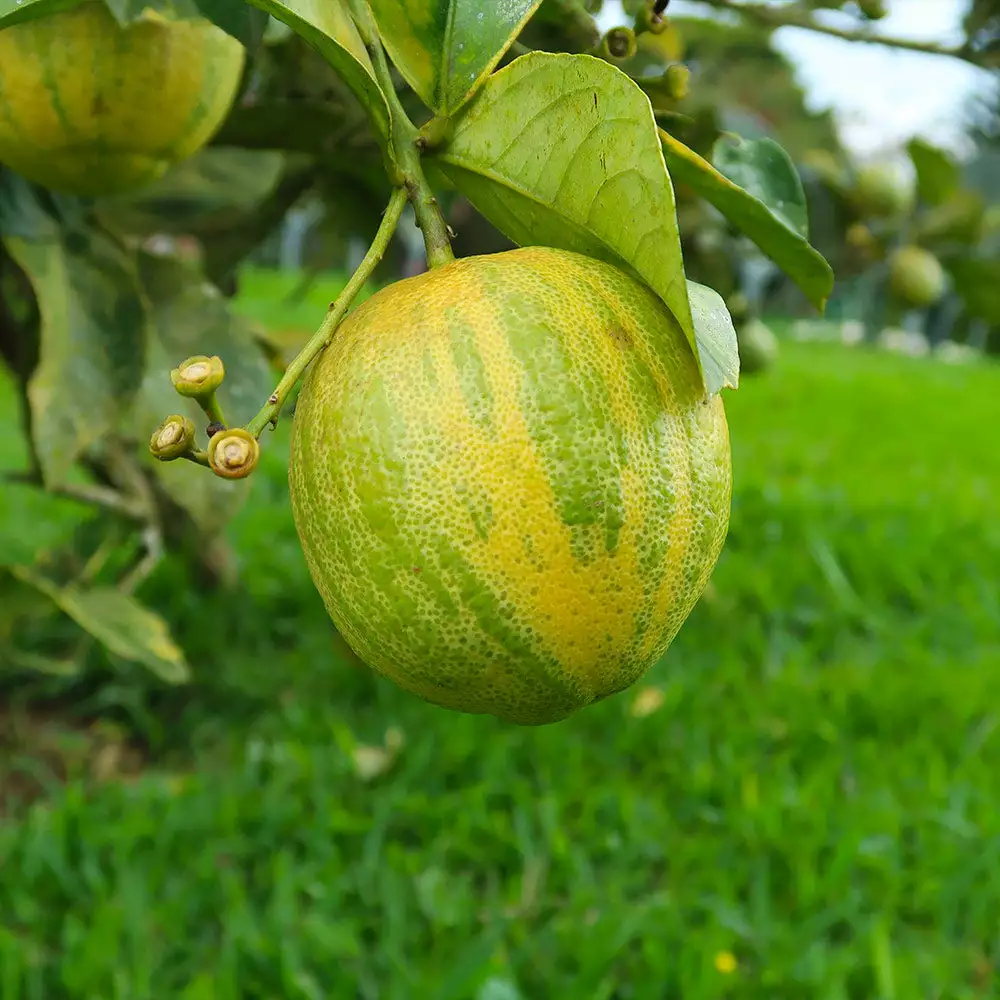 Brighter Blooms Pink Variegated Eureka Lemon Bush Citrus Trees 3 Brighter Blooms Pink Variegated Eureka Lemon Bush Citrus Trees
