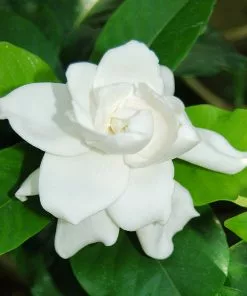 BrighterBlooms.com Gardenia 'Veitchii' Shrub New Shrubs 5 BrighterBlooms.com Gardenia 'Veitchii' Shrub New Shrubs