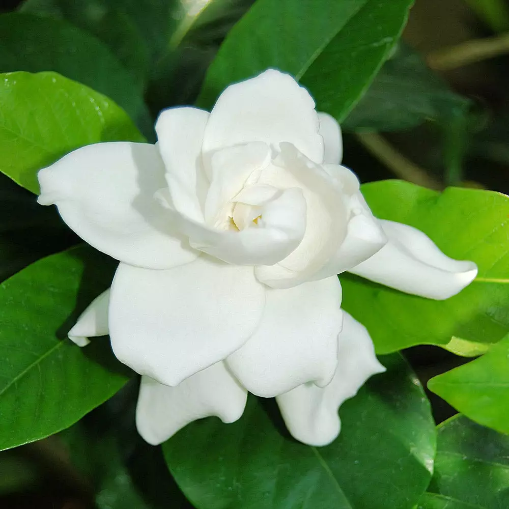 BrighterBlooms.com Gardenia 'Veitchii' Shrub New Shrubs 3 BrighterBlooms.com Gardenia 'Veitchii' Shrub New Shrubs