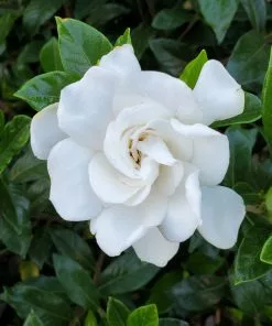 BrighterBlooms.com Gardenia 'Veitchii' Shrub New Shrubs