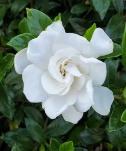 BrighterBlooms.com Gardenia 'Veitchii' Shrub New Shrubs